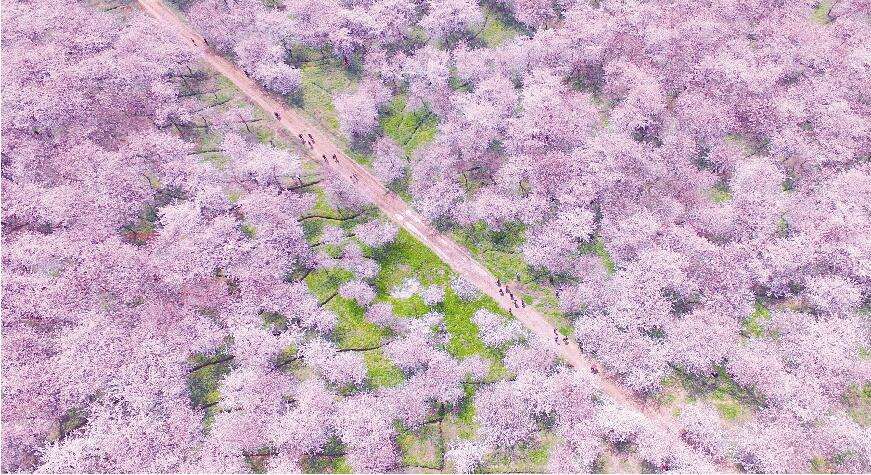 華全發(fā)電機(jī)組看櫻花海