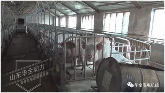 ?養(yǎng)豬發(fā)了家，卻把全村搞臭了！沒(méi)想到“它”能一箭雙雕