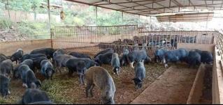 專業巡檢，熱心服務!華全發電機組助力養殖企業溫暖過冬!