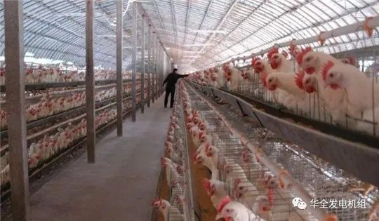 華全燃氣發電機組深受畜牧養殖業喜愛，竟是因為這！